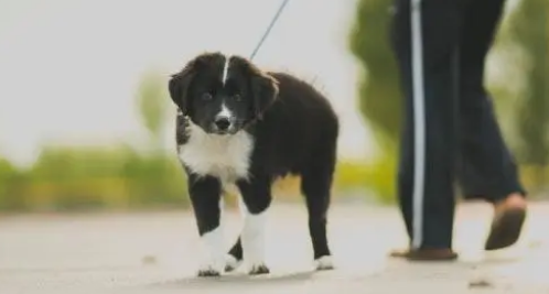 怎么训练狗跟着牵引绳走？来学牵引绳的技巧