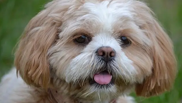 拉萨犬为什么没人养？原因有很多！