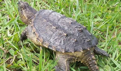 一篇文章告诉你，鳄鱼龟10斤要养多久?