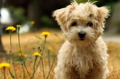 今日科普:小狗换粮之后拉稀会不会自愈 今日科普:小狗换粮之后拉稀会不会自愈