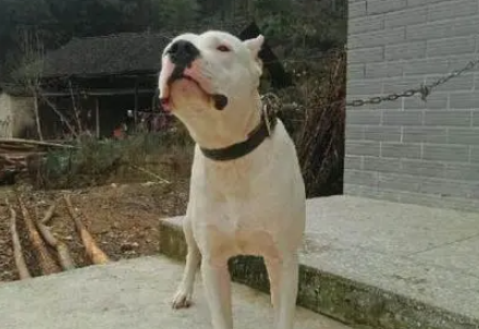 来了解一下，杜高犬怎么样？适合家养吗？