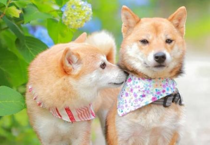 如何判断狗狗得了犬瘟?本文可以解答! 如何判断狗狗得了犬瘟?本文可以解答!