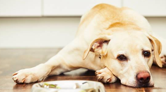 判断狗粮适不适合狗狗？过来看看吧