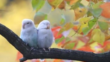 事无巨细精致养宠 宠物经济走向纵深