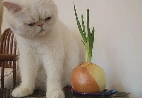 猫咪不愿意睡猫窝？是因为这5大原因