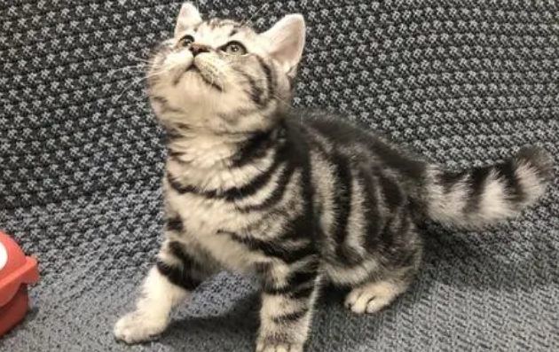 虎斑猫和美短的区别在哪?让我们一起来看看!! 虎斑猫和美短的区别在哪?让我们一起来看看!!