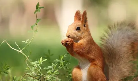 松鼠被冻死的温度是多少？一般是这个温度