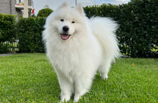 快来了解一下，幼犬怎么看出凶不凶？