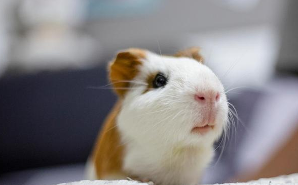 荷兰猪假死僵硬最多这么久时间