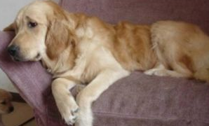 新手必看！给狗狗打疫苗的基本常识