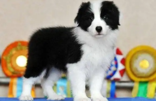 新手养边牧狗狗需要掌握的知识,速速来get吧~ 新手养边牧狗狗需要掌握的知识,速速来get吧~