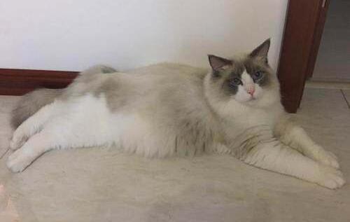 波斯猫和布偶猫真有那么相像吗~