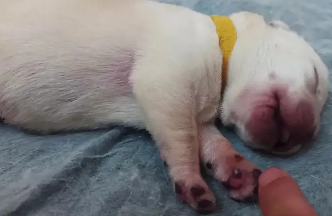 小奶狗要几天才可以睁开眼睛？一文帮你解惑答疑