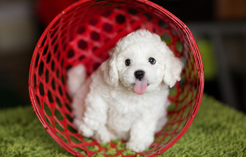 养比熊的坏处和好处，了解完好好考虑下哦！
