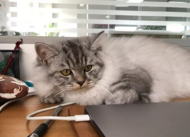 银渐层返祖长毛猫真相，令人意外！