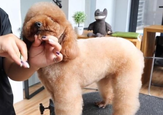 泰迪多大可以剪毛做造型？这篇文章给你答案