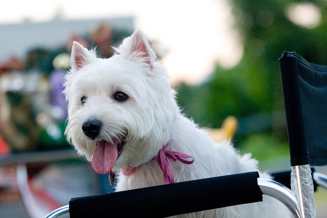 我的狗狗我的爱
(2012)的剧照 我的狗狗我的爱
(2012)的剧照