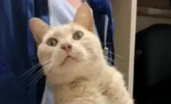 为什么主人一走猫就叫？这几个办法可以帮它改善