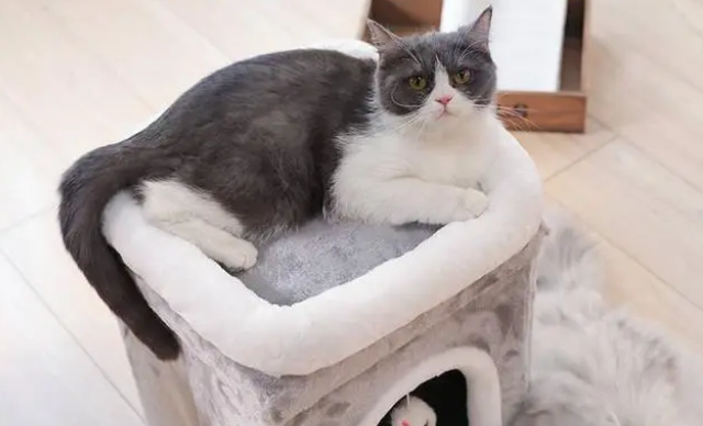 猫咪不愿意睡猫窝？是因为这5大原因