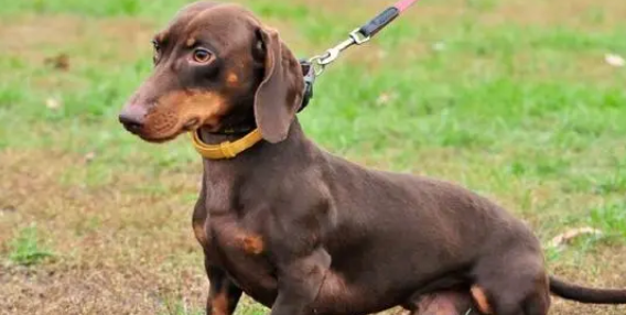 腊肠犬有攻击性吗？大伙需要注意一下！