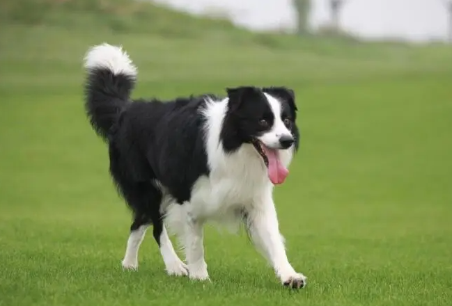 牧羊犬一年发几次情？这篇文章告诉你