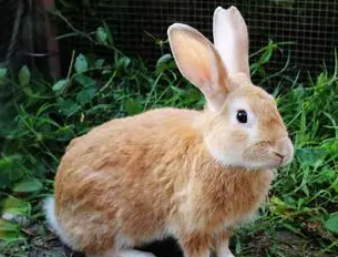 福建黄兔的寿命有多长，过来看看吧