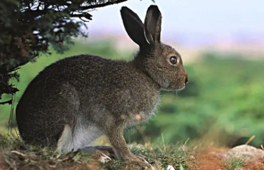 中国野兔价值几何，你知道吗？
