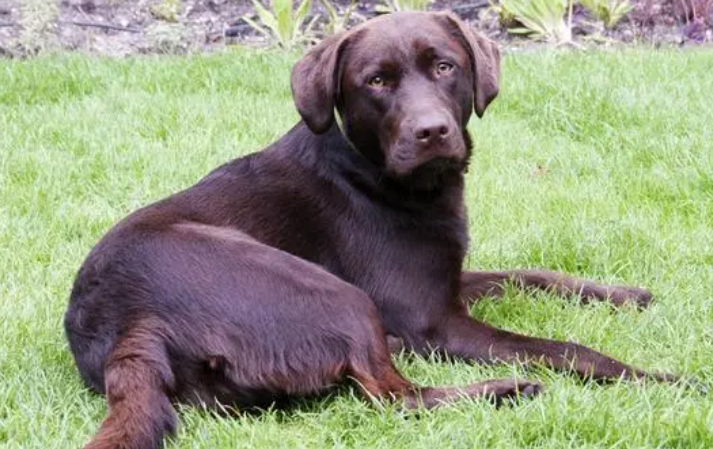 今日科普：咖啡色拉布拉多值钱吗？