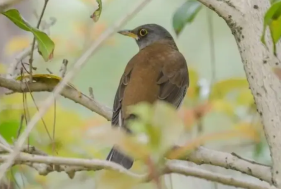棕鵙鸫怎么养？来这了解一下吧！