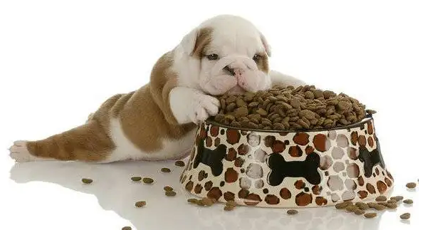 小狗多大可以吃干狗粮？新手注意