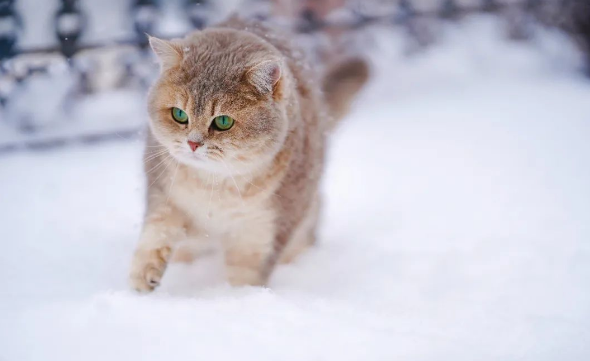 为什么给猫咪换粮后会软便拉稀？