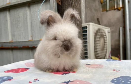 英国安哥拉兔聪明吗？答案你意想不到！