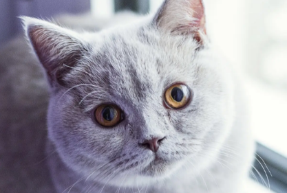 猫睡觉缩成一团怎么回事？可能是这几种原因