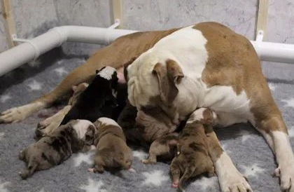 狗妈妈咬狗宝宝，可能是因为这个