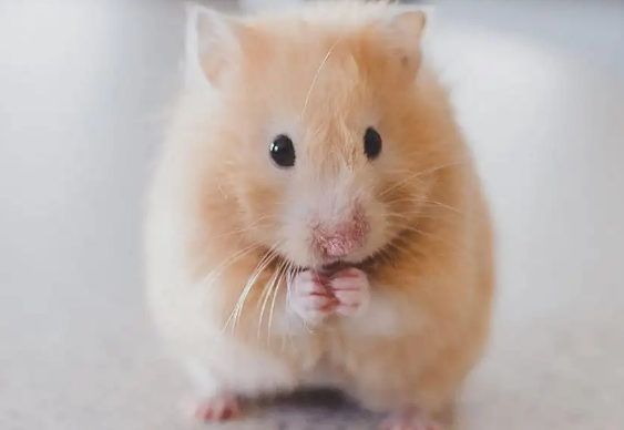 金丝熊讨厌主人的表现有哪些？速来了解下吧！