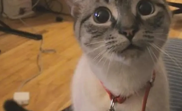 猫咪喵呜喵呜的叫是什么意思？它可能是在发出这几种信号