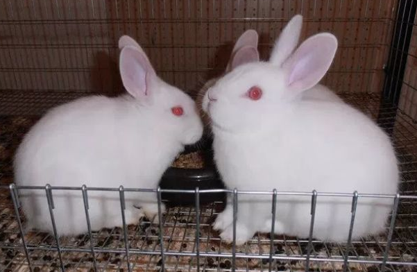 佛州白兔能长多大？本文给你答案