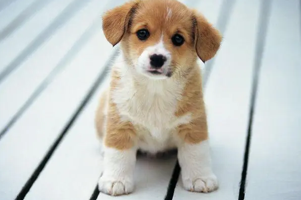 新狗粮狗狗不吃怎么办？新手必看