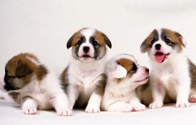 给小狗一个新窝，怎么让它开心接受，这也是需要技巧的