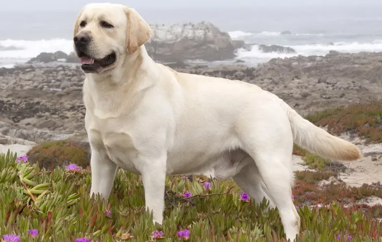 拉布拉多怎么看纯不纯幼犬？新手必看