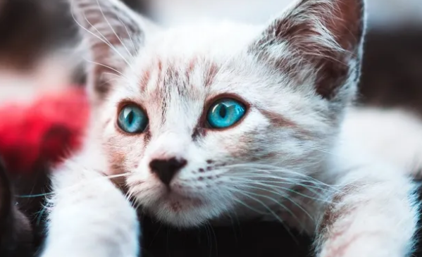 紫色眼睛的猫是什么品种？猫咪眼睛原来有这么多种颜色！