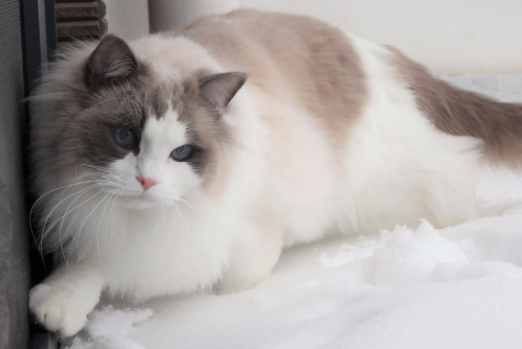 布偶猫品相纯不纯，你应该这么看~