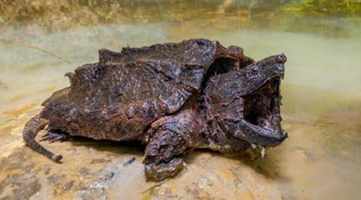 鳄龟多少度冬眠合适？在这里，可以找到答案