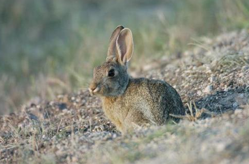 沙漠棉尾兔聪明吗？真相在这里