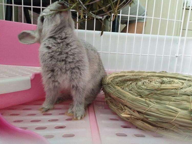 标准金吉拉兔的特点,速来了解一下! 标准金吉拉兔的特点,速来了解一下!