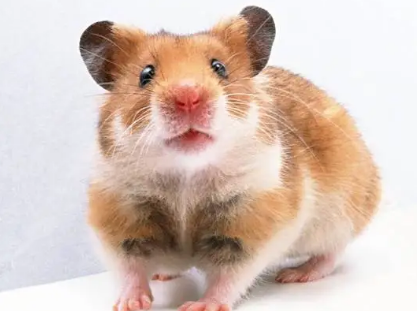 仓鼠可以用水洗澡吗？需要注意什么？