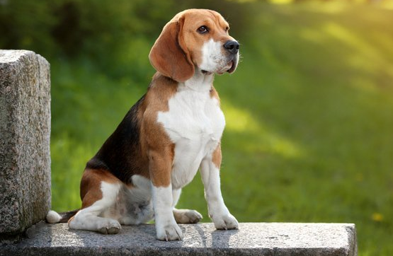 哈利犬品种纯不纯怎么看？技巧都在这里！