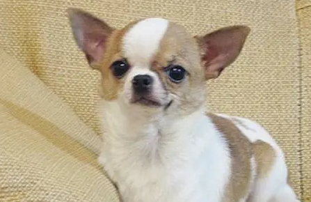 吉娃娃多久会接受新主人，新手必看！