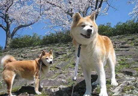 如何解决秋田犬寄生虫及口臭问题？来get下吧