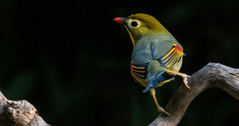 相思鸟怎样驯服？方法如下